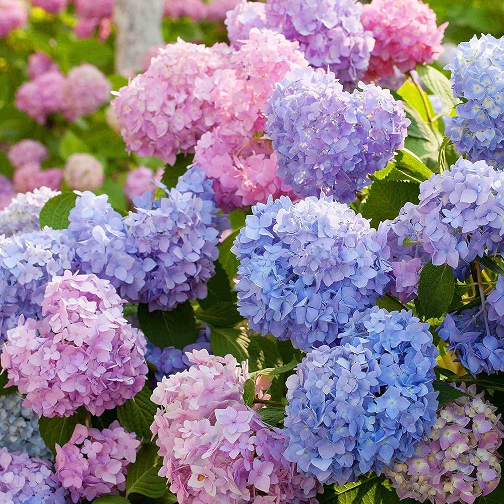 Heirloom Non-GMO Multi-Colored Hydrangea Flower Seeds for Garden Borders and Ornamental Planting for planting in home garden